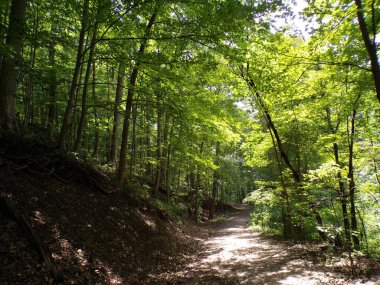 Ormanda iz bırakan yaz manzarası