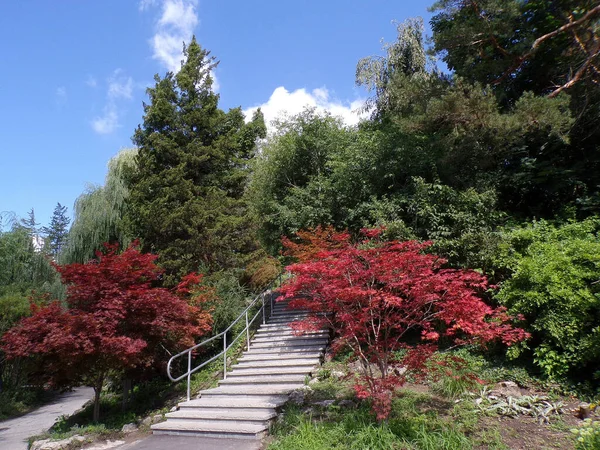 一般公园设有楼梯的夏季景观 — 图库照片