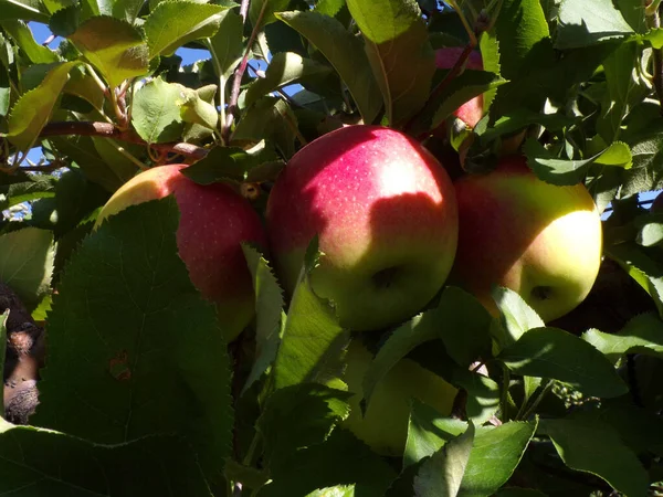 Äpfel Auf Dem Ast — Stockfoto