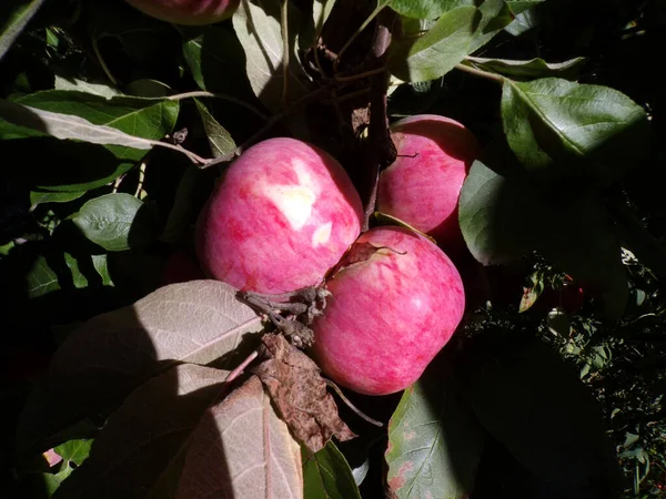 Äpfel Auf Dem Ast — Stockfoto