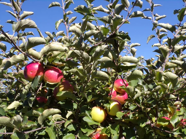 Яблоки Ветке Дерева — стоковое фото