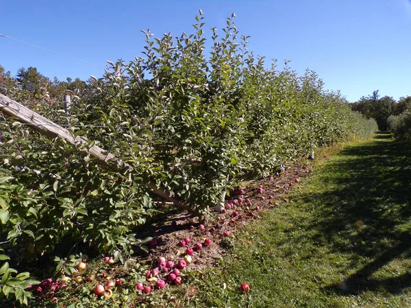 Landschaft Des Apfelbauernhofs Mit Apfelbäumen — Stockfoto
