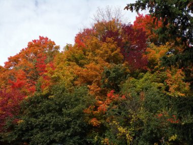 Renkli ağaçlarla sonbahar manzarası