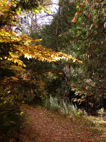 Jesienny Krajobraz Kolorowymi Drzewami — Zdjęcie stockowe