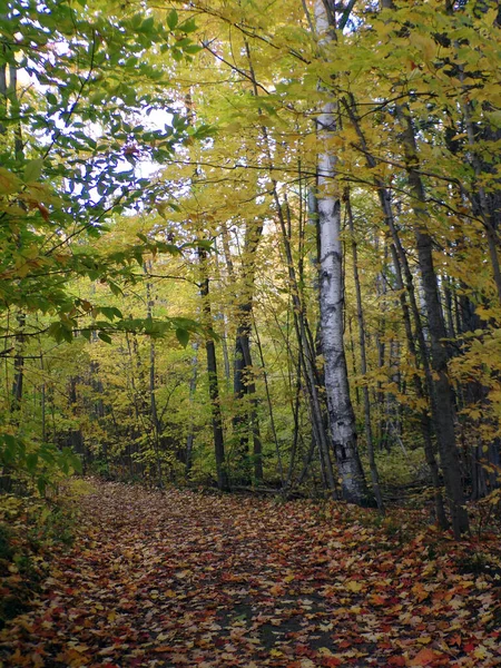 Herbstlandschaft Mit Bunten Bäumen — Stockfoto