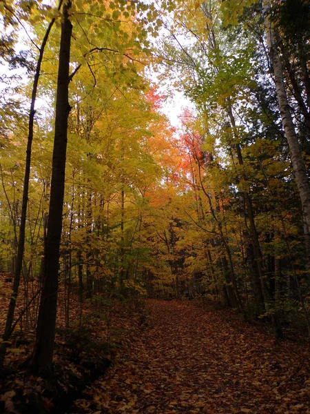 Renkli Ağaçlarla Sonbahar Manzarası — Stok fotoğraf
