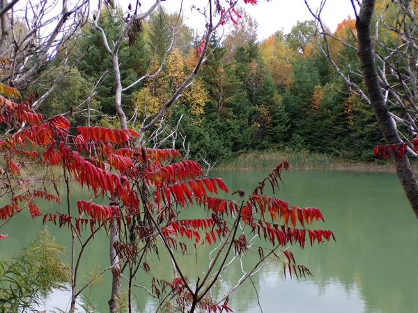 Fall Landscape Colorful Branch Pond — Stock Photo, Image