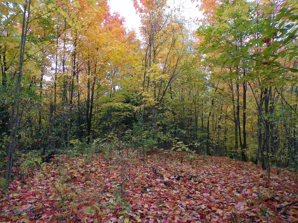형형색색 의나무들로 뒤덮인 — 스톡 사진