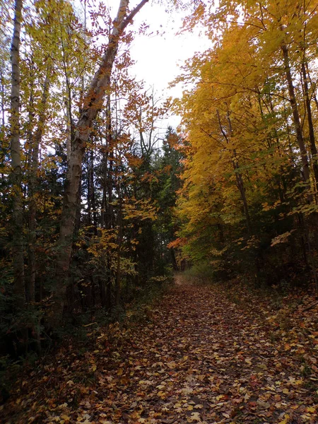 Herbstlandschaft Mit Pfad Herbstwald — Stockfoto