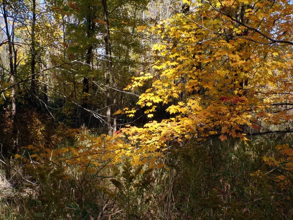 Jesienny Krajobraz Kolorowymi Drzewami — Zdjęcie stockowe