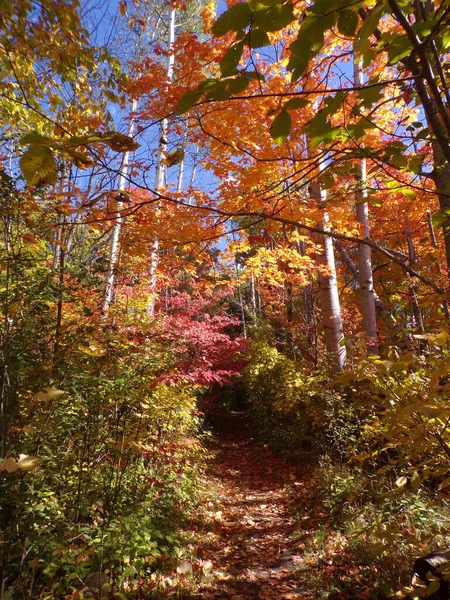 Μονοπάτι Στο Φθινόπωρο Δάσος Πολύχρωμα Δέντρα — Φωτογραφία Αρχείου