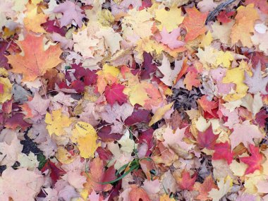 Çiçek arkaplanı olarak renkli sonbahar yaprakları