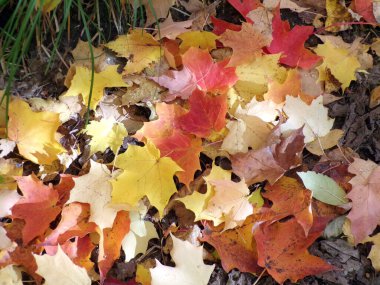 Çiçek arkaplanı olarak renkli sonbahar yaprakları