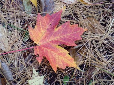 Kırmızı Sonbaharda akçaağaç yaprağı