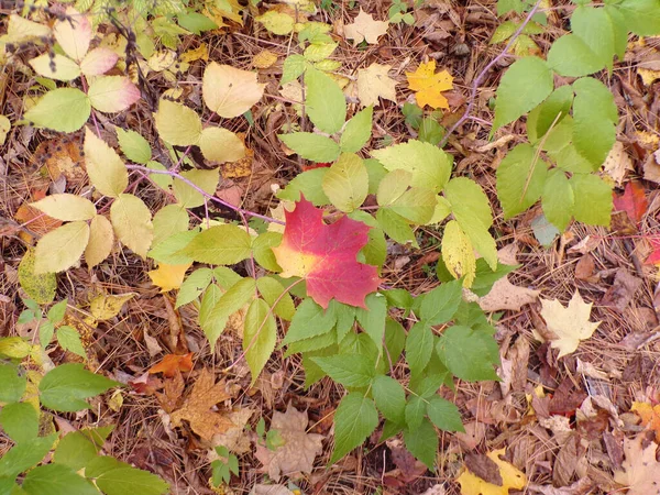 Kleurrijke Herfst Bladeren Als Een Bloemige Achtergrond — Stockfoto