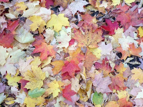 色彩斑斓的落叶作为花朵的背景 — 图库照片