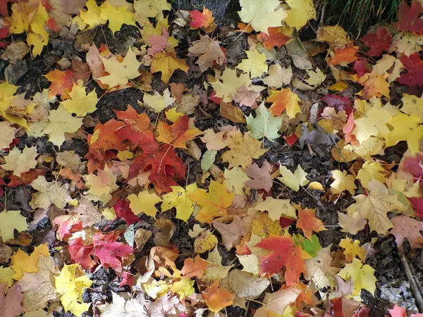 色彩斑斓的落叶作为花朵的背景 — 图库照片