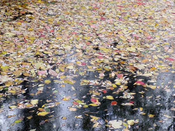 Hojas Coloridas Otoño Superficie Del Agua Como Fondo Floral —  Fotos de Stock