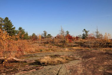 Renkli ağaçlarla sonbahar manzarası