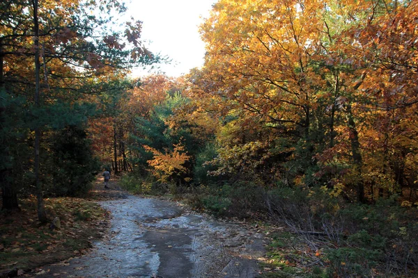 Jesienny Krajobraz Szlakiem Kolorowym Lesie — Zdjęcie stockowe