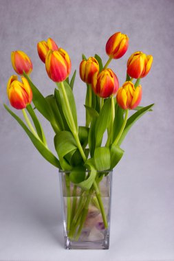 szép narancssárga piros tulipán a szürke háttér