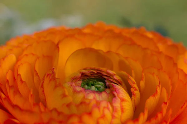 Mooie oranjebloesem macro op zoek verbazingwekkende — Stockfoto