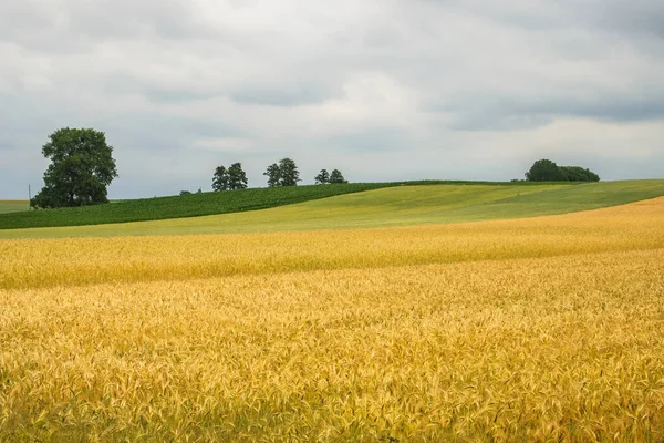 Поле Золотой Пшеницы Облачно Бурное Небо Желтые Зеленые Цвета Поля — стоковое фото