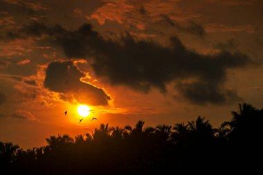 the sunset that has orange color. silhouette of trees against sunset