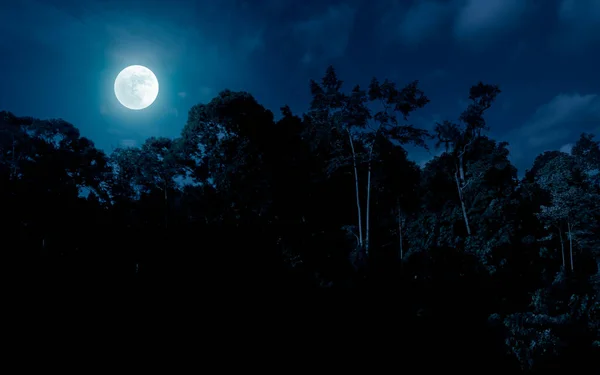 Dark night in forest with full moon.  Forest blue night background