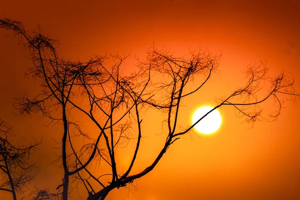 Great Sunset Color Full Sun Dry Twig Its Silhouette — Fotografia de Stock