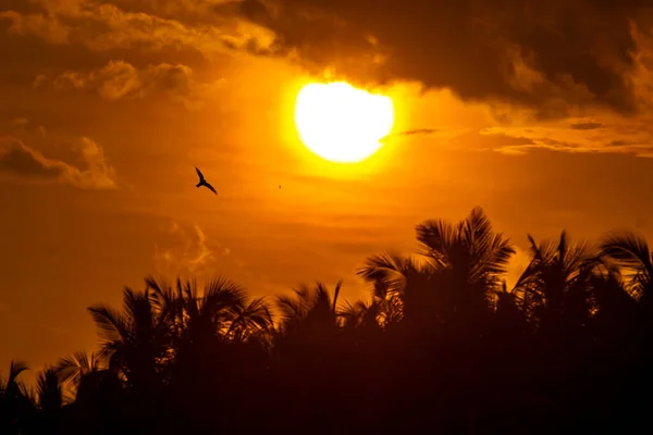Light Sunset Cloudy Sky Silhouette Palm Tree Yellow Sunset — Fotografia de Stock