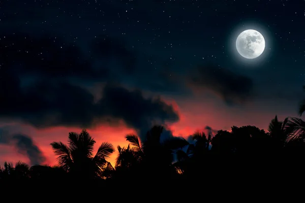 Stars Sky Moonlight Some Coconut Trees Theirs Silhouette Sunset Silhouette — Foto de Stock