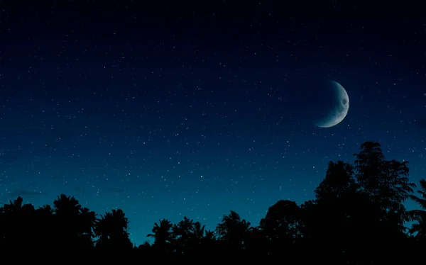 the starry sky with moonlight. the silhouette of the trees in the jungle