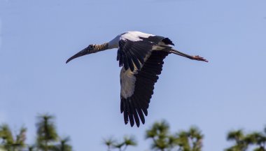 Flying stork