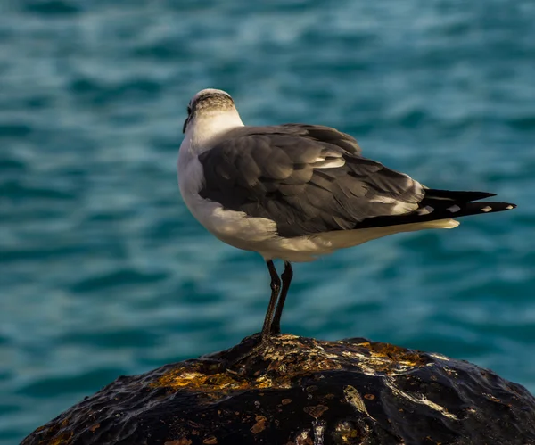 Meeuw — Stockfoto