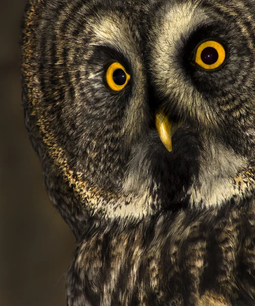 Great grey owl — Stock Photo, Image