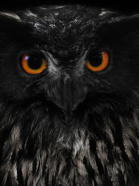 Eagle owl face — Stock Photo, Image