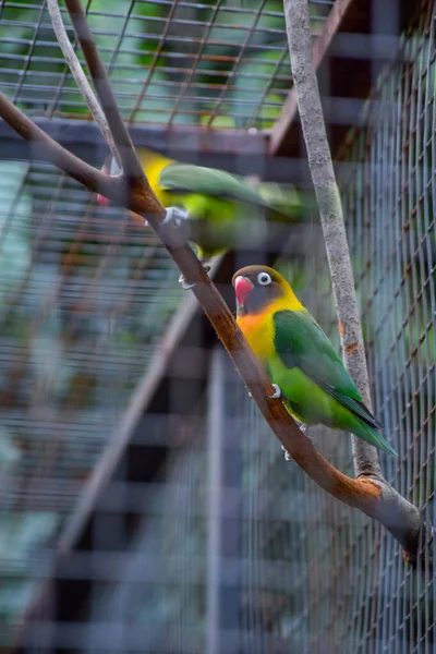 Cute Colorful Bird Cage — Stock Photo, Image