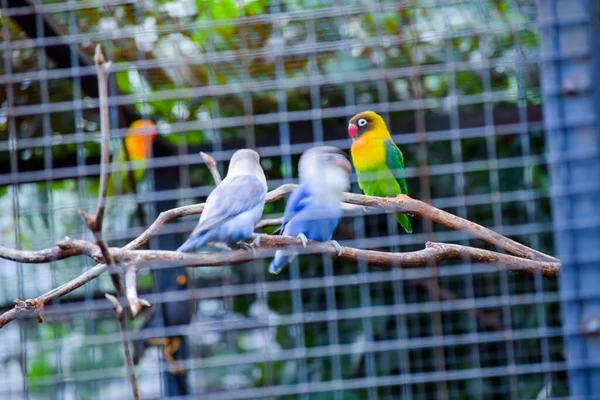 Cute Colorful Bird Cage — Stock Photo, Image
