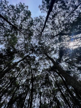 Datar Pinus parkının çadır alanının etrafındaki atmosfer. Birçok gezgin Datar Pinus Pangalengan Parkı 'nda kamp yapıyor. Bandung, Endonezya, 15 Haziran 2022