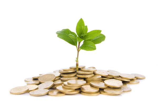 Coins and plant, isolated on white background — Stock Photo, Image