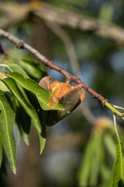 Ağaçtaki bademlerin açılışı