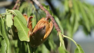 Ağaçtaki bademlerin açılışı