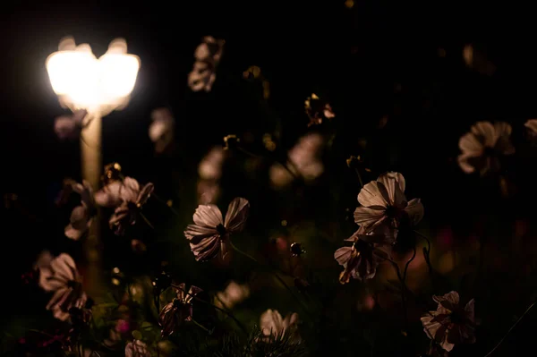 Vibrant Blooming Cosmos Flowers Illuminated Lantern Lamp Light Night Garden — Stockfoto