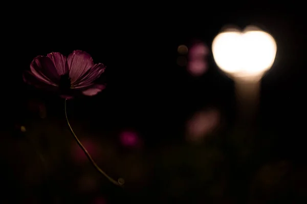 Lebendig Blühende Kosmos Blumen Beleuchtet Von Laternen Licht Der Nacht — Stockfoto