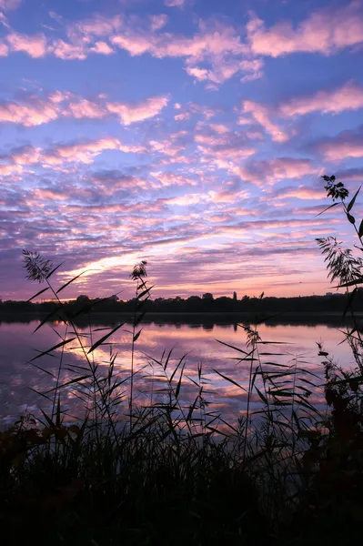 Cielo Dramático Con Silueta Hierba Pampas Primer Plano Simetría Nubes —  Fotos de Stock