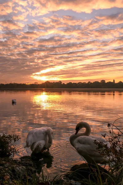 Zwei Schwäne Vor Einem See Bei Sonnenaufgang Oder Sonnenuntergang Dramatischer — Stockfoto