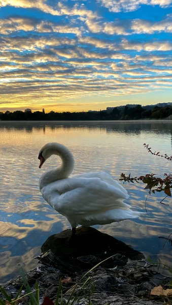 Vista Para Cisne Simetria Céu Nuvens Sobre Água Fundo — Fotografia de Stock