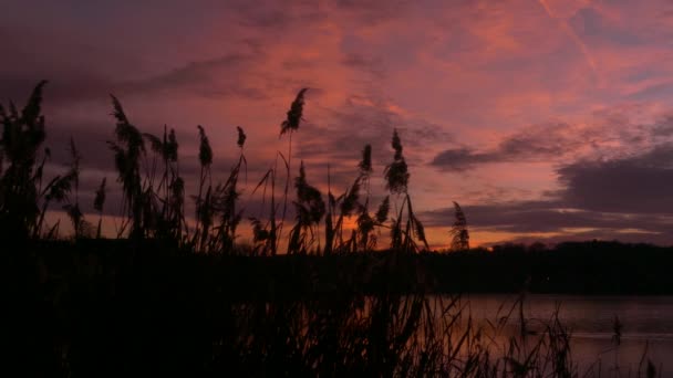 Pampas Erba Che Increspa Nel Vento Cielo Drammatico Tramonto Con — Video Stock