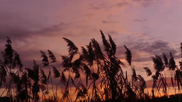 Vegetation Which Ripples Effect Wind Dark Colorful Cloudy Sky Close — Video Stock